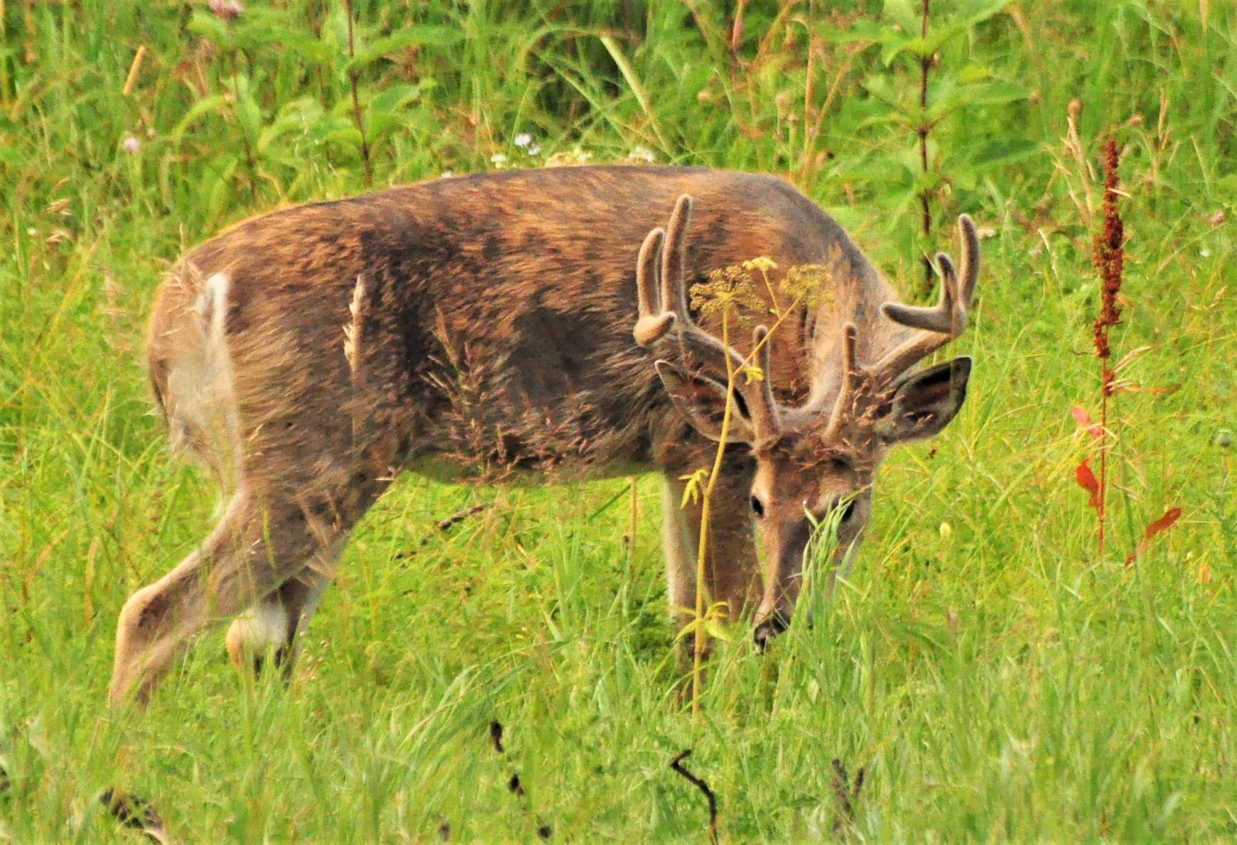 Deer Antlers